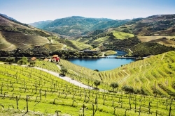 douro-vineyard