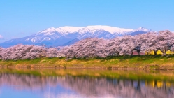 白石川堤-1