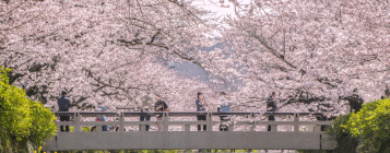 sakura 列表圖